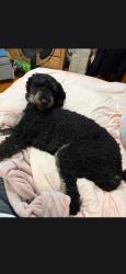 Lost Female Dog last seen Katherine street, Rockaway, NJ 07866
