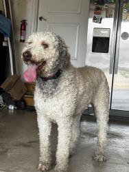 Reunited Male Dog last seen Bradford Rd and Devonshire Ave / Foxglove Dr, Avon, IN 46123
