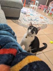 Lost Male Cat last seen Myron street and passons, Pico Rivera, CA 90660