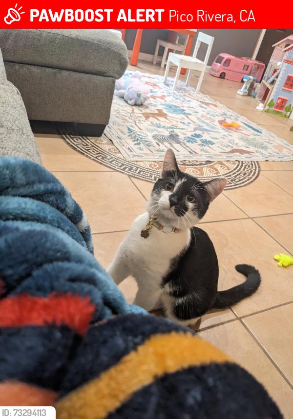 Lost Male Cat last seen Myron street and passons, Pico Rivera, CA 90660