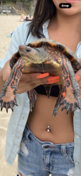 Lost Male Reptile last seen Mermaid Street and third Street, Laguna Beach, CA 92651