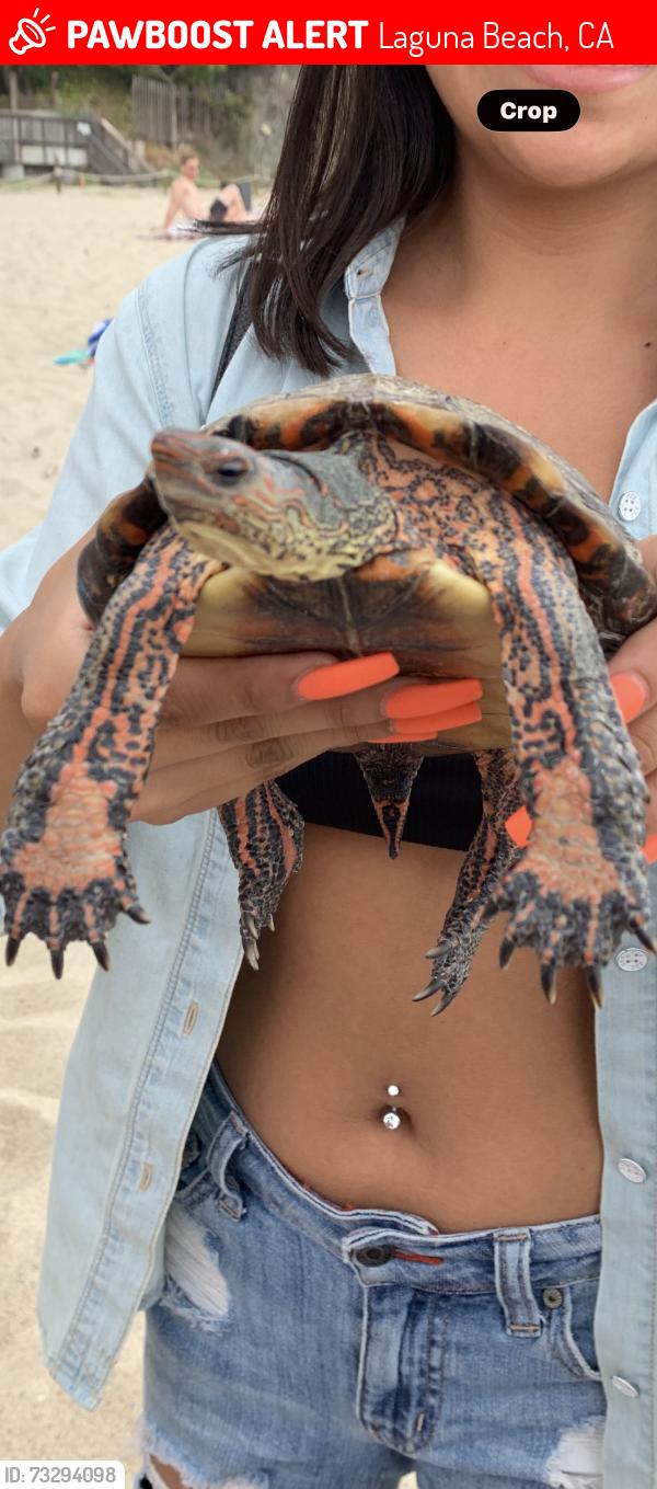 Lost Male Reptile last seen Mermaid Street and third Street, Laguna Beach, CA 92651