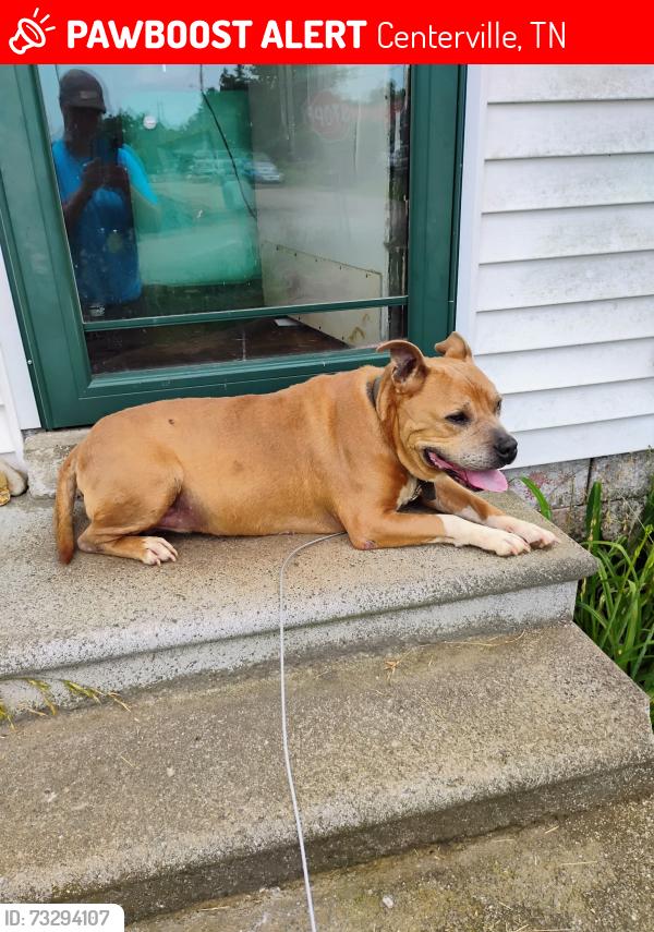 Lost Male Dog last seen Morrison street and general avenue, Centerville, TN 37033