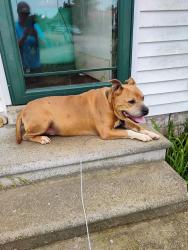 Lost Male Dog last seen Morrison street and general avenue, Centerville, TN 37033