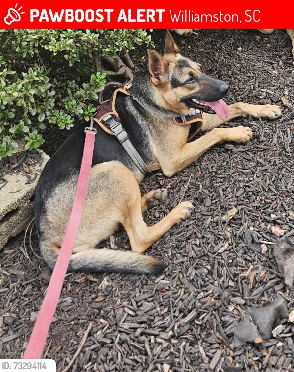 Lost Female Dog last seen beaverdam rd williamston sc, Williamston, SC 29697
