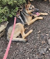 Lost Female Dog last seen beaverdam rd williamston sc, Williamston, SC 29697