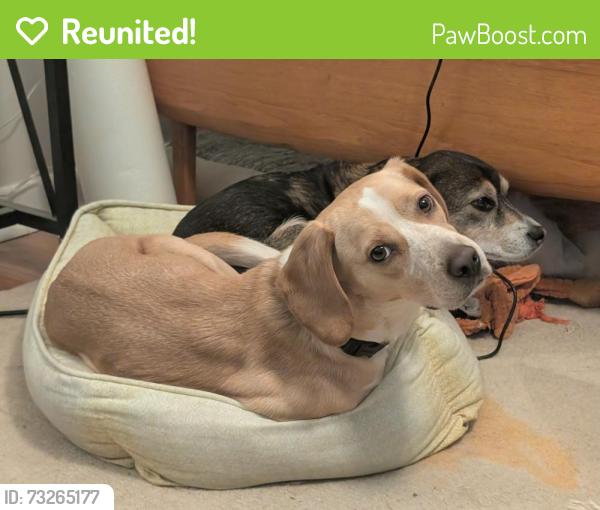 Reunited Male Dog last seen St. Ignatius, Cincinnati, OH 45247