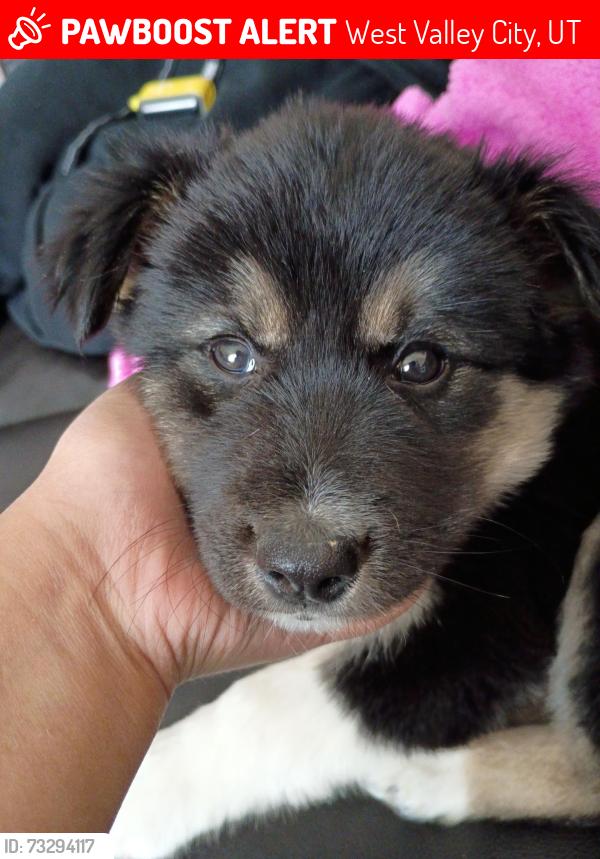 Lost Female Dog last seen Near west valley Nancy dr 84120, West Valley City, UT 84120