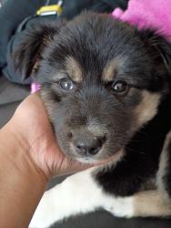 Lost Female Dog last seen Near west valley Nancy dr 84120, West Valley City, UT 84120