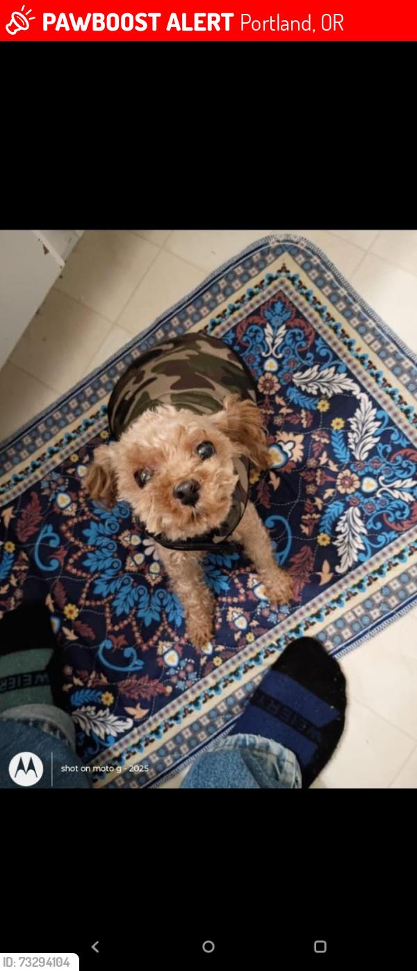 Lost Female Dog last seen Near ne Prescott Dr apt b Portland or 97230, Portland, OR 97230