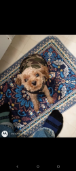 Lost Female Dog last seen Near ne Prescott Dr apt b Portland or 97230, Portland, OR 97230