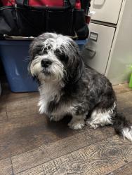 Found/Stray Male Dog last seen Ricky J’s restaurant and bar, Puyallup, WA 98375