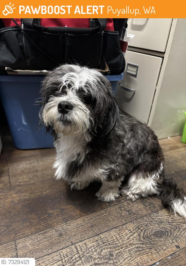 Found/Stray Male Dog last seen Ricky J’s restaurant and bar, Puyallup, WA 98375