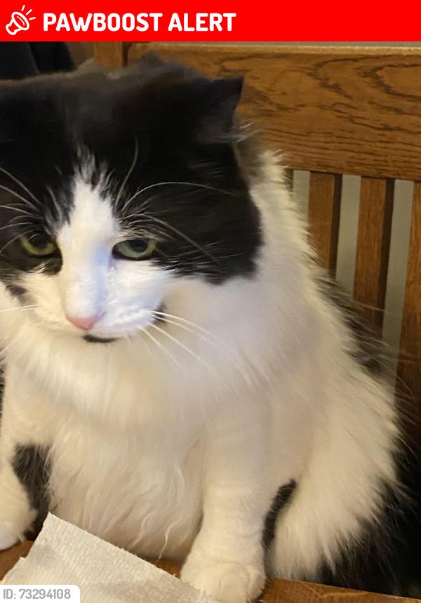 Lost Female Cat last seen 66th Ave and 224th St SW, Mountlake Terrace, WA 98043