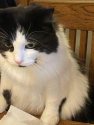 Lost Female Cat last seen 66th Ave and 224th St SW, Mountlake Terrace, WA 98043