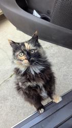 Lost Female Cat last seen North Redding, Off White River, Redwood and Moss Creek Drive, Redding, CA 96003