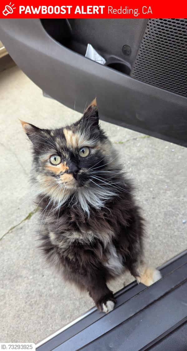 Lost Female Cat last seen North Redding, Off White River, Redwood and Moss Creek Drive, Redding, CA 96003