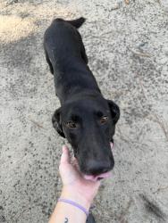 Found/Stray Male Dog last seen end of parkertown rd, Four Oaks, NC 27524