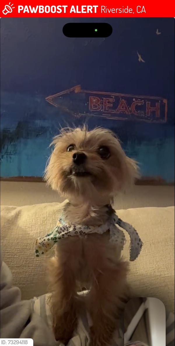 Lost Female Dog last seen Via Vista or Canyon crest Drive, Riverside, CA 92506