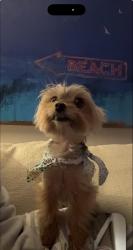 Lost Female Dog last seen Via Vista or Canyon crest Drive, Riverside, CA 92506