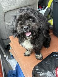 Reunited Male Dog last seen Freeland & Grove Avenue, Detroit, Detroit, MI 48235