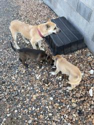 Reunited Unknown Dog last seen North Pino off 801 near dragstrip., Davie County, NC 27028