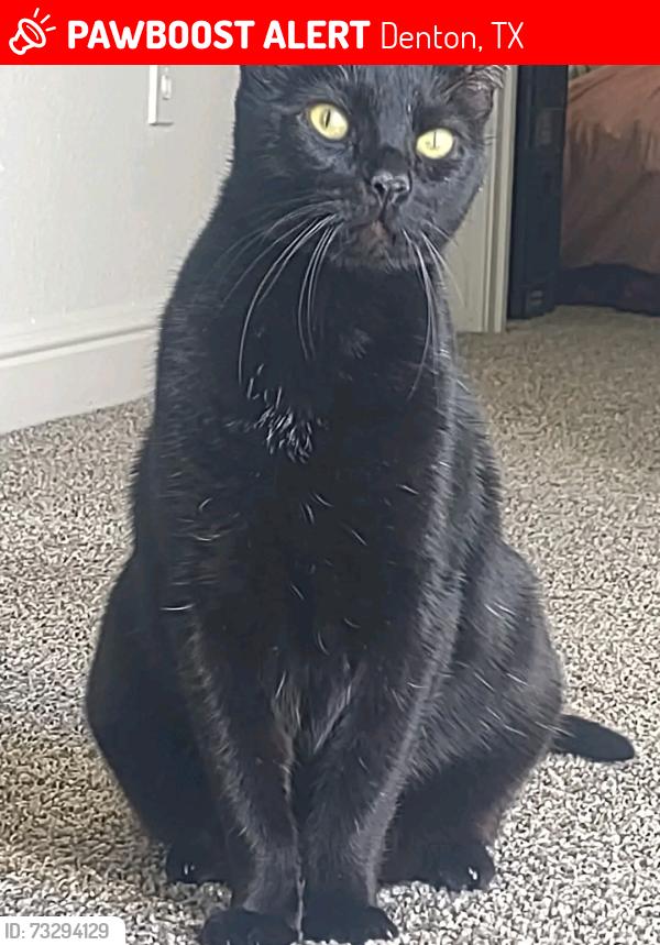 Lost Male Cat last seen Mulberry and s. Bell, Denton, TX 76201