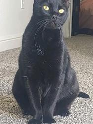Lost Male Cat last seen Mulberry and s. Bell, Denton, TX 76201