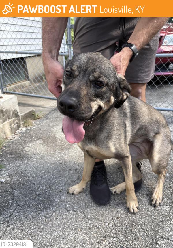 Found/Stray Female Dog last seen Kings Hwy and Furman, Louisville, KY 40205