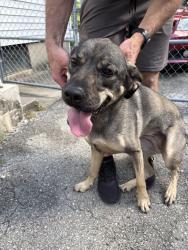Found/Stray Female Dog last seen Kings Hwy and Furman, Louisville, KY 40205