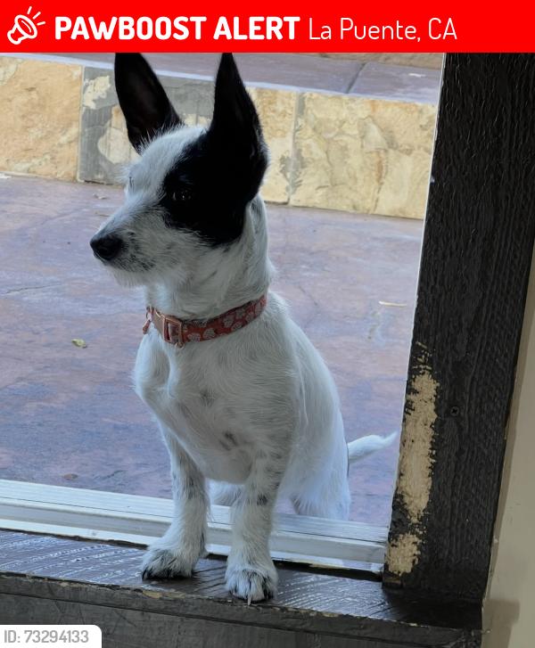Lost Female Dog last seen Nelson Ave and Temple Ave, La Puente, CA 91744