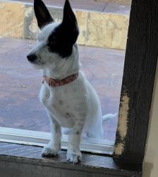 Lost Female Dog last seen Nelson Ave and Temple Ave, La Puente, CA 91744