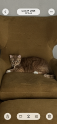 Reunited Male Cat last seen Near Ave N and 66th st, Kenneth City, FL 33709