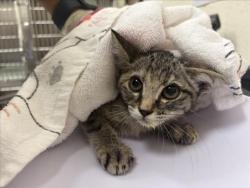 Shelter Stray Female Cat last seen PASEO DE ZAMORA LA CIENEGA SF NM 8750I, 100 Caja Del Rio Rd, Santa Fe, NM 87507, USA