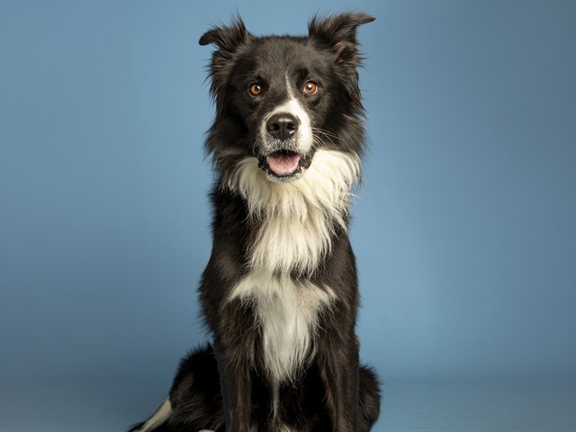 Shelter Stray Male Dog last seen W STARGAZER PL AND WESTERN STAR BLVD, 5501 E Van Buren St, Phoenix, AZ 85008, USA