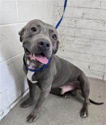 Shelter Stray Male Dog last seen VIA BELLO AND BUENA VISTA, 333 Chandler Pl, San Bernardino, CA 92408, USA