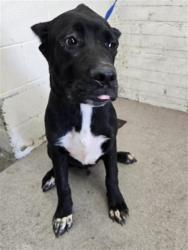 Shelter Stray Male Dog last seen MAVENWOOD X BROOKSIDE, 333 Chandler Pl, San Bernardino, CA 92408, USA