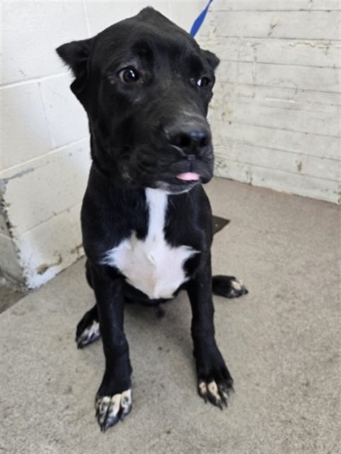 Shelter Stray Male Dog last seen MAVENWOOD X BROOKSIDE, 333 Chandler Pl, San Bernardino, CA 92408, USA