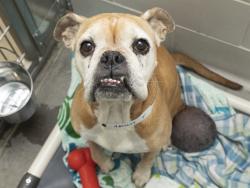 Shelter Stray Female Dog last seen ELLSWORTH AND BROWN, 5501 E Van Buren St, Phoenix, AZ 85008, USA