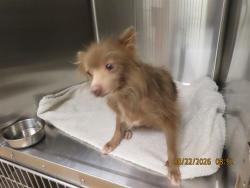 Shelter Stray Female Dog last seen 99TH AVE/LOWER BUCKEYE, 5501 E Van Buren St, Phoenix, AZ 85008, USA