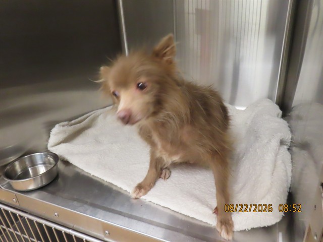 Shelter Stray Female Dog last seen 99TH AVE/LOWER BUCKEYE, 5501 E Van Buren St, Phoenix, AZ 85008, USA