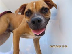 Shelter Stray Male Dog last seen 51ST AVE/BETHANY HOME, 5501 E Van Buren St, Phoenix, AZ 85008, USA