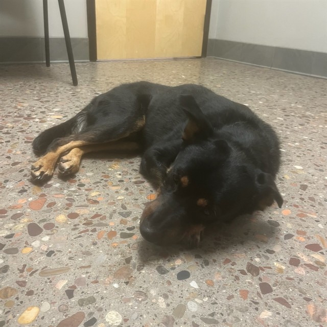 Shelter Stray Male Dog last seen 69TH AVE/PATRICIA ANN LN, 5501 E Van Buren St, Phoenix, AZ 85008, USA
