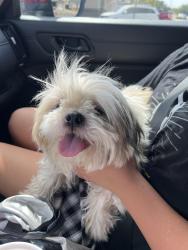 Reunited Male Dog last seen Quaker Ave, Lubbock, TX 79414