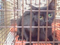 Shelter Stray Female Cat last seen HOWE AVE/EDISON AVE, 95821, 3839 Bradshaw Rd, Sacramento, CA 95827, USA