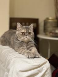 Lost Female Cat last seen Stand lane golf course, Radcliffe, England 