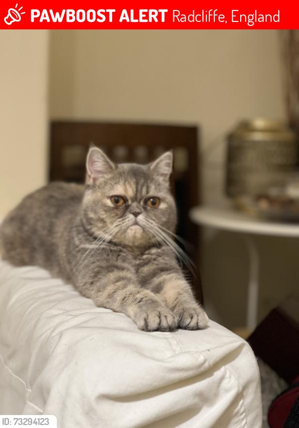 Lost Female Cat last seen Stand lane golf course, Radcliffe, England 