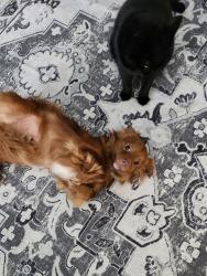 Reunited Male Dog last seen bissonnet and Marlowe drive, Sugar Land, TX 77498