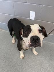 Shelter Stray Female Dog last seen Near, 2600 S Harding St, Indianapolis, IN 46221, USA