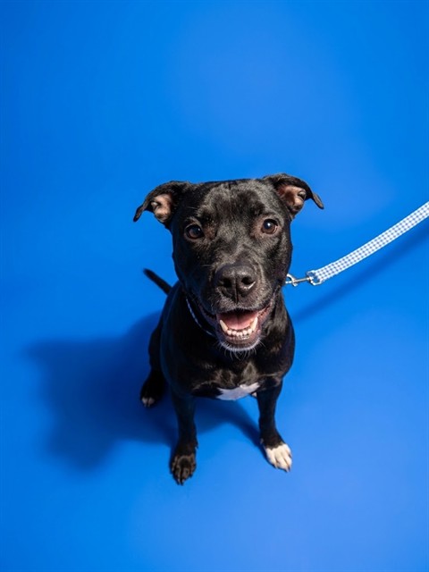 Shelter Stray Male Dog last seen JASPER AVE, 2020 Forest St, Jacksonville, FL 32204, USA